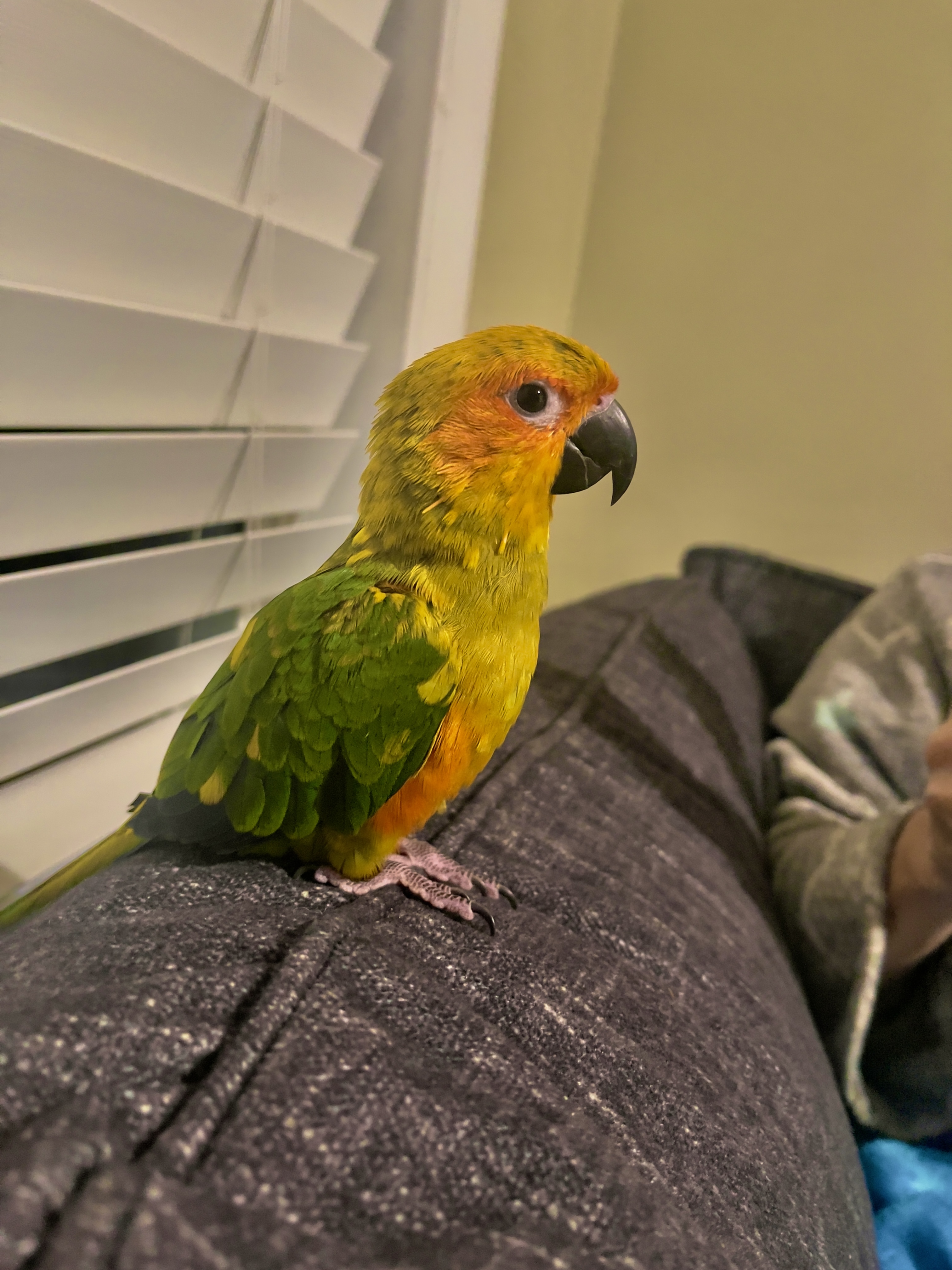 our sun conure lolita